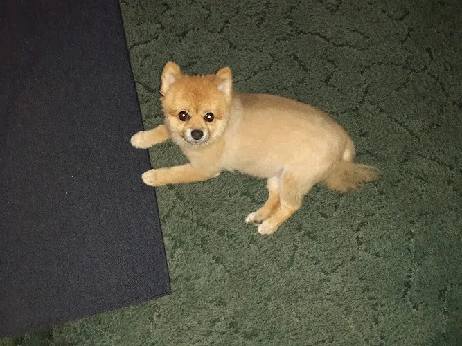Parsell Pet Grooming and Boarding - Image 1