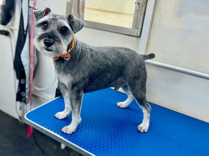 Limitless Mobile Pet Spa - Image 1