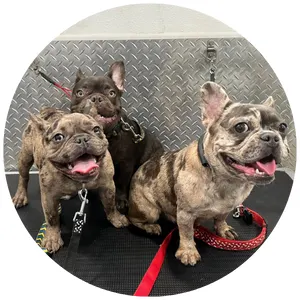 Mobile Pet Grooming Miami - Image 1