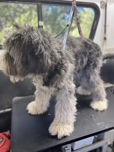 Wash wagon Mobile Dog grooming - Image 1