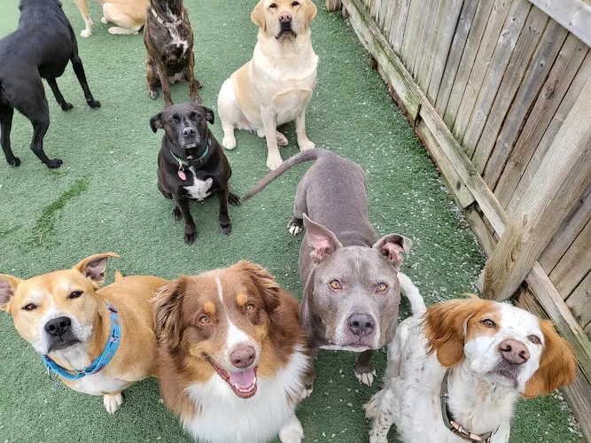 Tail Chasers Pet Boutique - Image 1