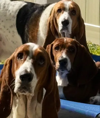 Celeste's Mobile Pet Spa - Image 1