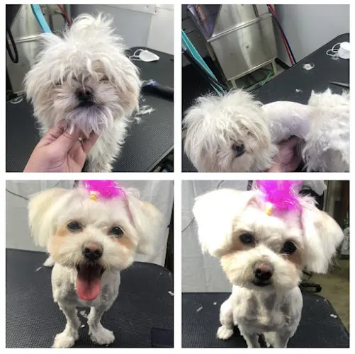 The Foofie Pet - Image 1