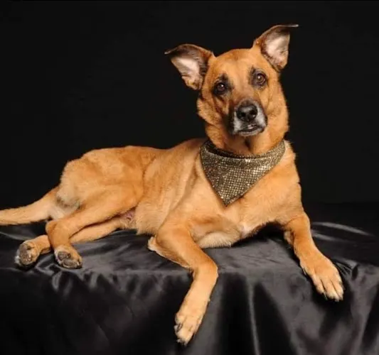 Charlie's Mobile Pet Spa - Image 1
