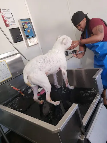 Karl's New Dog City - Image 1