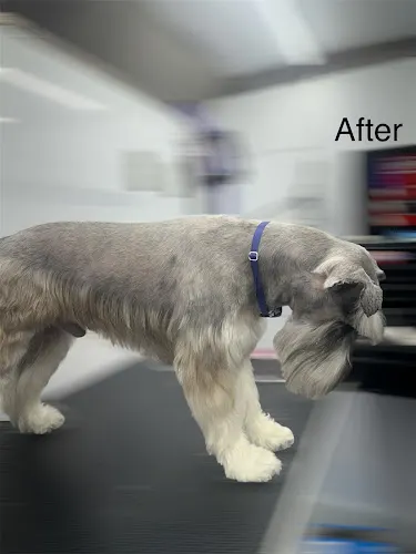 TailsRus mobile Pet Grooming. - Image 1