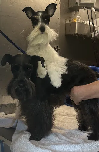 Albritton Quick Clips Mobile Pet Grooming pawsTHRIVE - Image 1