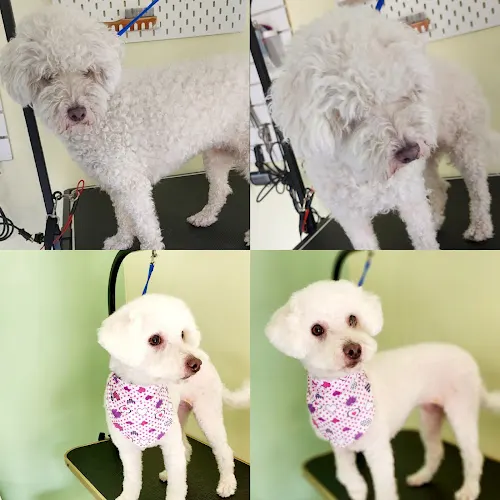 Doggy Dog World Grooming Spa in Los Angeles, CA