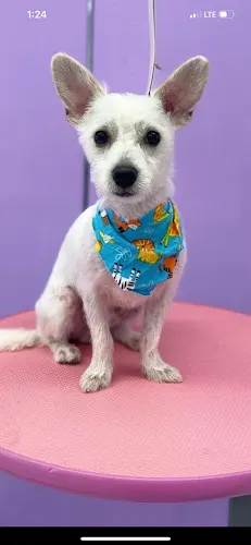 petland pet grooming in Lawndale, CA