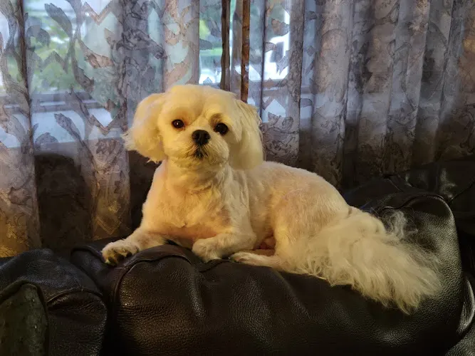 Petpourri Mobile Grooming LLC - Image 1