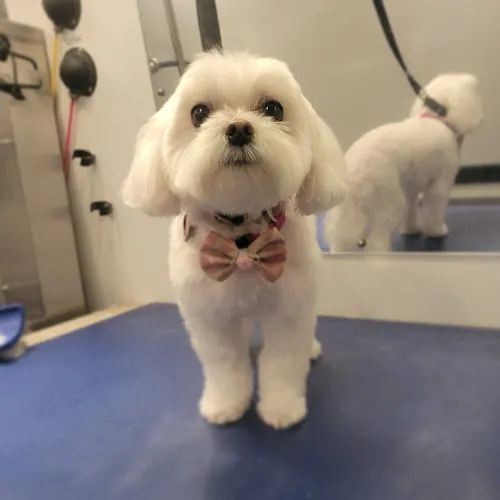 Spaw ReTreat Mobile Grooming in Thousand Oaks, CA