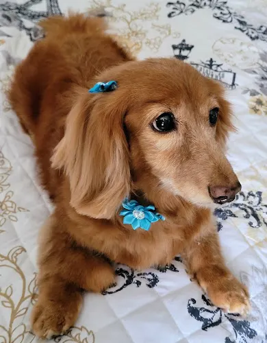 Bark and Bloom mobile pet grooming LLC in Roanoke, VA