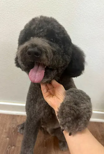 Scrubby Doggie Mobile Grooming - Image 1