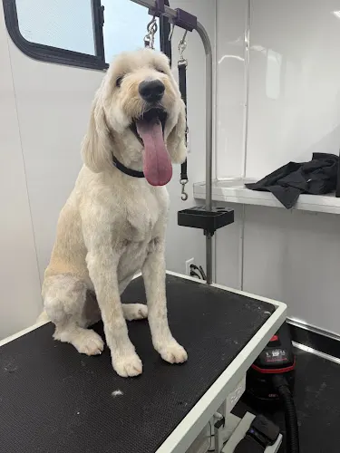 I Style Paws Mobile Grooming - Image 1