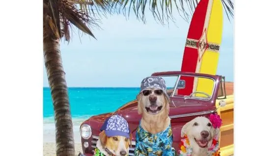 Salty Dawgs Grooming Parlor - Image 1