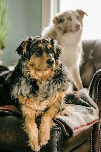 Unique Pets Sitting Service Inc. - Image 1