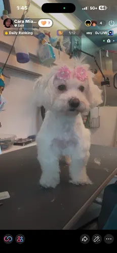 Holistic Mobile Pet Grooming - Image 1