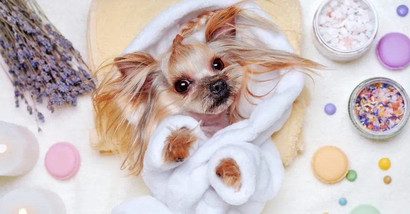 Splash N Wag Mobile Dog Grooming - Image 1