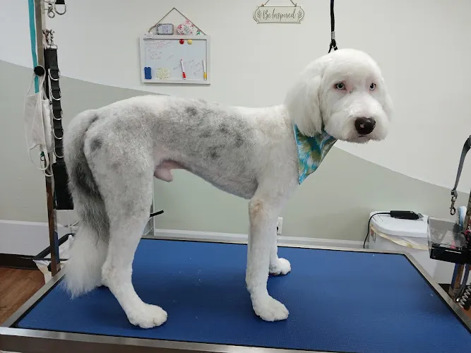 FURR-EVER IN STYLE GROOMING AND SPA LLC - Image 1