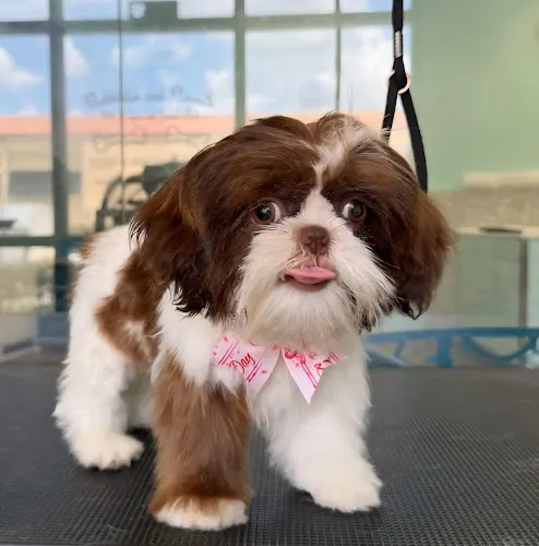Bubbles and Biscuits Pet Spa and Social Club - Image 1