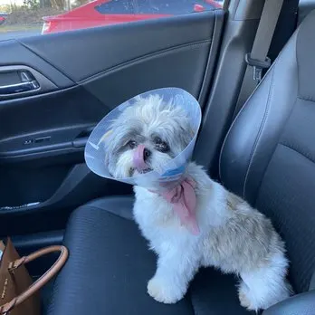 Allied Animal HealthCare in Riverdale, GA