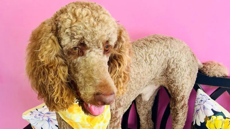Ken's K-9s Dog Spa by Alex & John - Image 1
