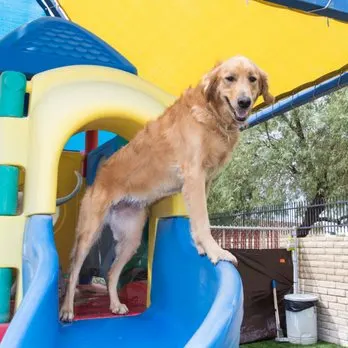 Doggie District - Paradise Valley - Image 1