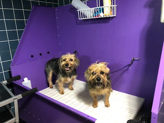 Hair Of The Dog Grooming Salon - Image 1