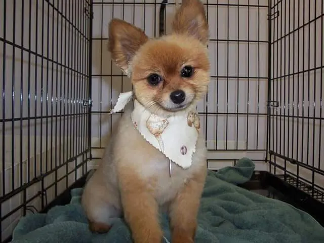 Something To Bark About - Image 1