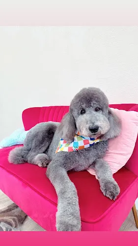Cat The Dog Groomer - Image 1