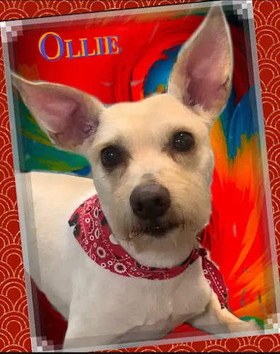 Pretty Pets Grooming & Boarding - Image 1
