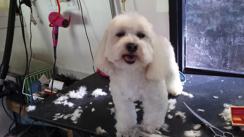 Hall of Fame Mobile Grooming - Image 1