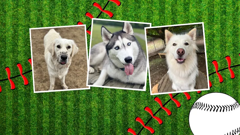 Fenway Bark Dog Resort - Image 1