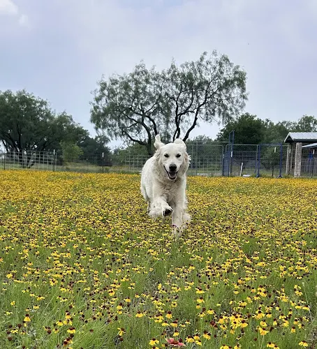 Barkingham Palace Pet Resort - Image 1