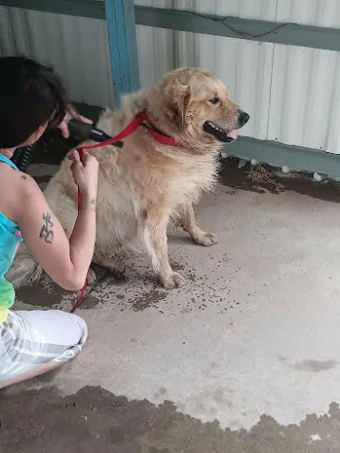 MudPuppies Mobile Grooming Spa - Image 1