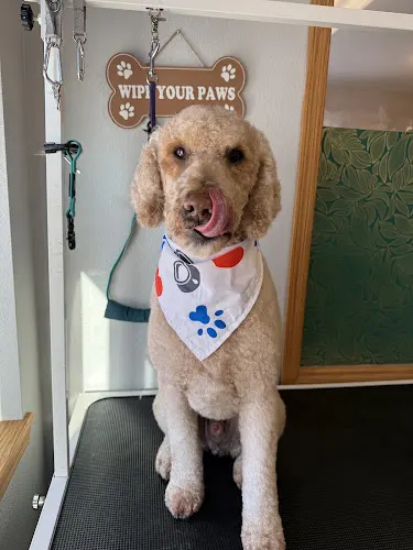 Dirty Paws Grooming LLC - Image 1