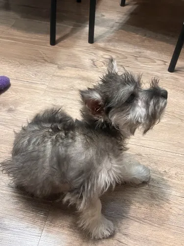 PetSmart Grooming in Euless, TX