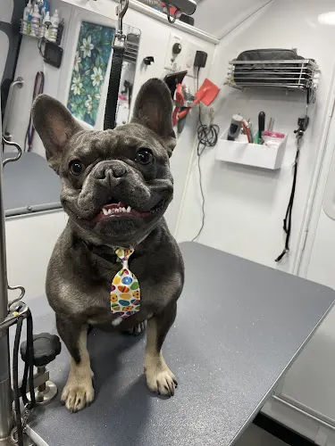 Nails to Tails Mobile Pet Grooming - Image 1