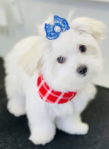 It’s A Ruff Life Mobile Pet Grooming - Image 1