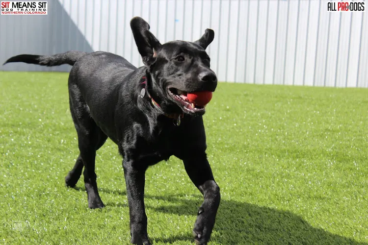 K9 Corral - Image 1