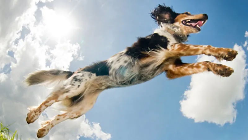VCA Acacia Animal Hospital and Pet Resort - Image 1