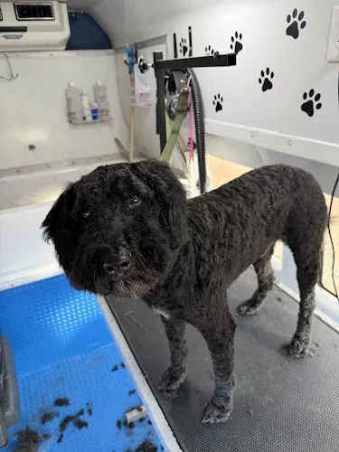 Cactus Canines Mobile Grooming - Image 1