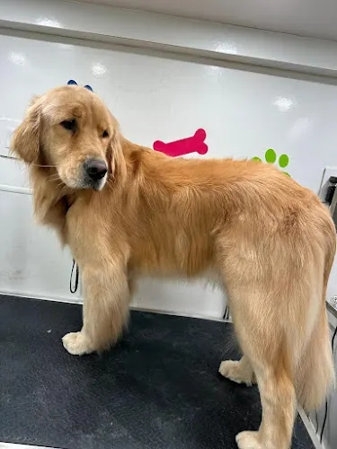 Mobile Pet Grooming Davie - Image 1