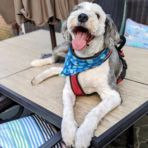Pawsitive Pedicures - Image 1