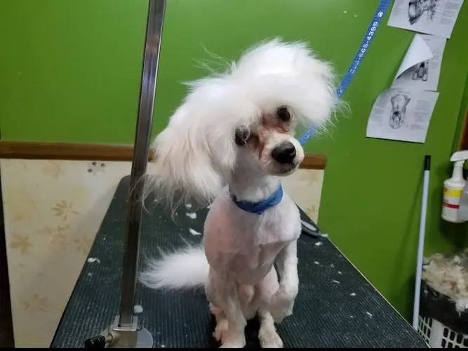 Brevard "Head To Tail" Natural Grooming For Pets - Image 1