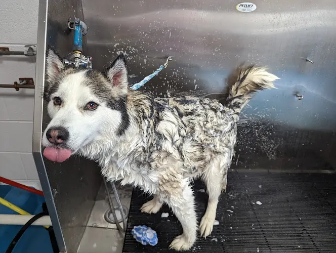 Professional All-Breed Grooming Pet Daycare & Boarding Center - Image 1