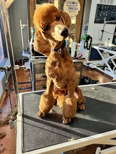 Higher Standards Pet Salon in Crozet, VA
