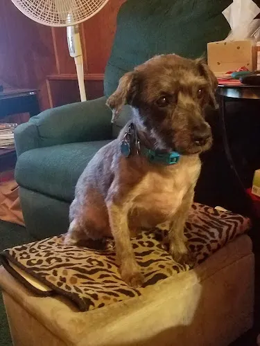 Kelly's K-9 Kuts - Image 1