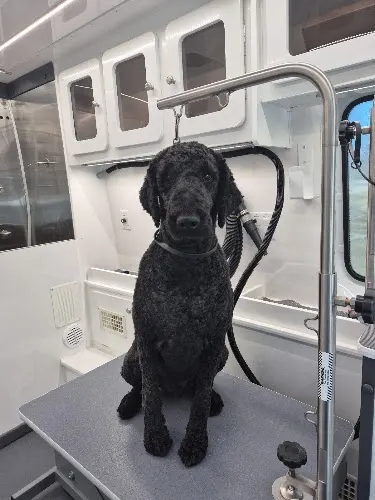 Mama's Mobile Grooming in McHenry, IL
