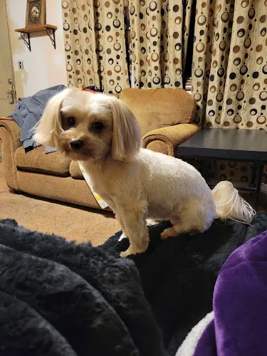 Fine Whines & Lickers grooming and boarding facility - Image 1
